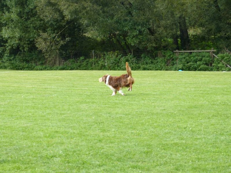 Obedience Prüfung 2015