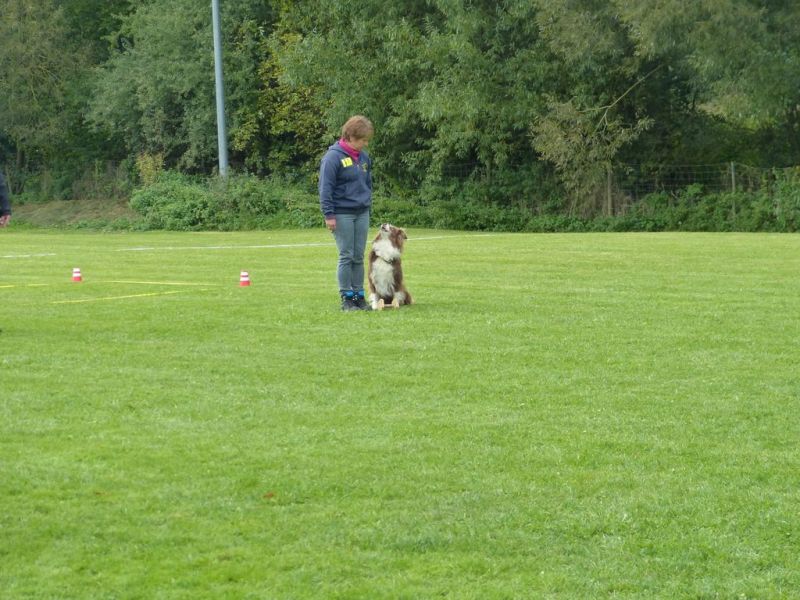 Obedience Prüfung 2015