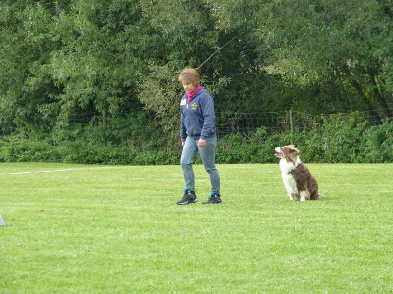 Obedience Prüfung 2015