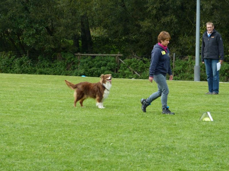 Obedience Prüfung 2015