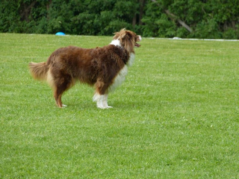 Obedience Prüfung 2015