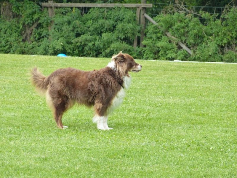 Obedience Prüfung 2015