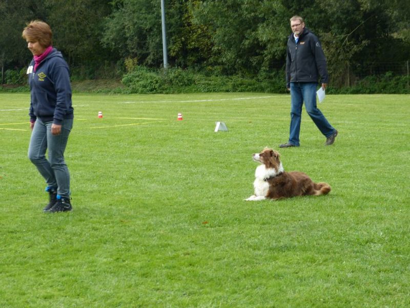 Obedience Prüfung 2015