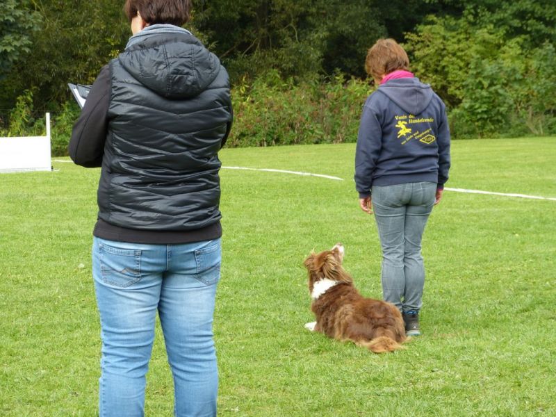 Obedience Prüfung 2015