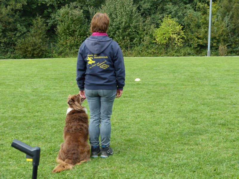 Obedience Prüfung 2015