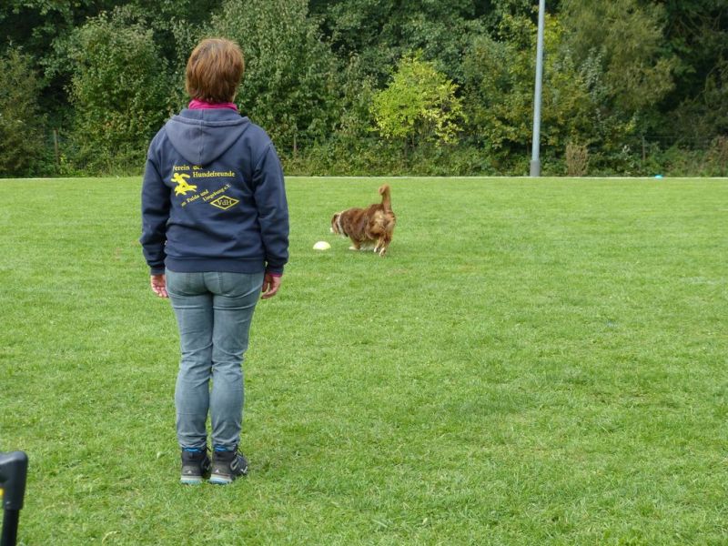 Obedience Prüfung 2015