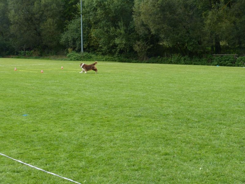 Obedience Prüfung 2015