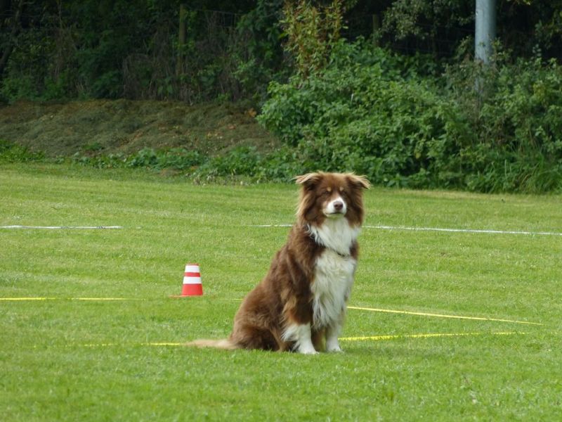 Obedience Prüfung 2015