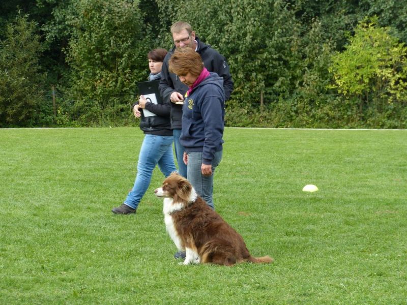 Obedience Prüfung 2015