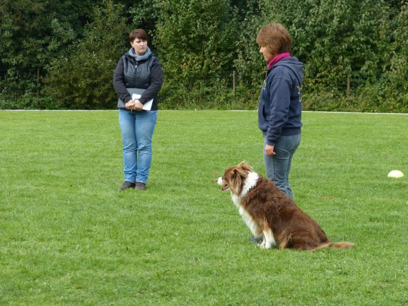 Obedience Prüfung 2015