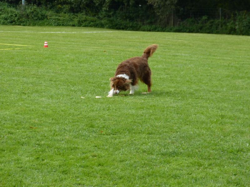 Obedience Prüfung 2015