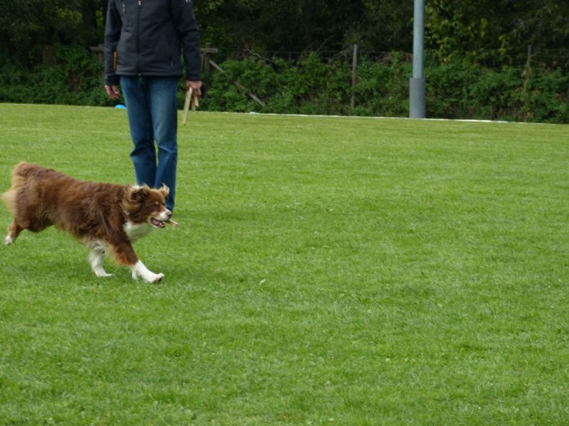 Obedience Prüfung 2015