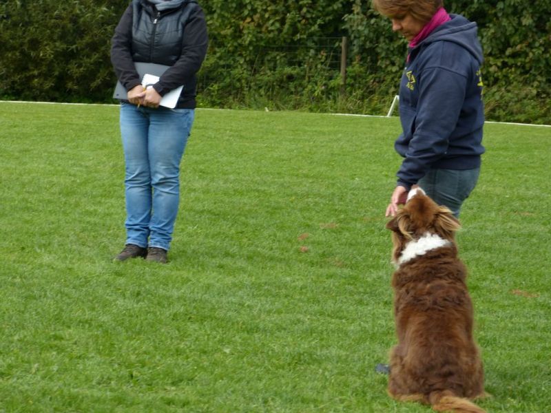Obedience Prüfung 2015