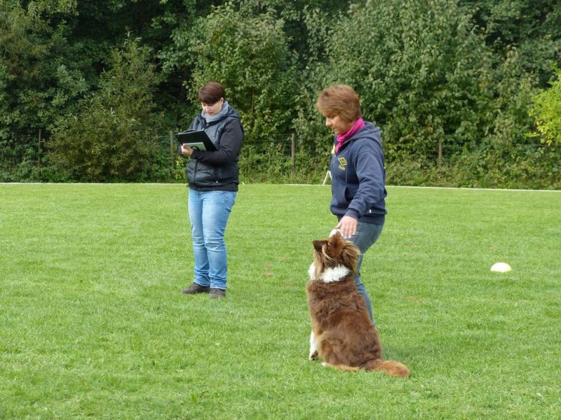 Obedience Prüfung 2015
