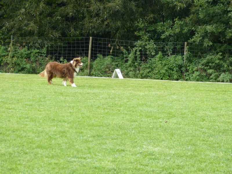 Obedience Prüfung 2015