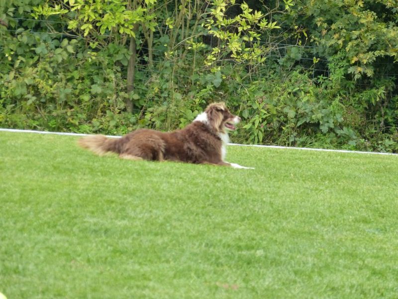 Obedience Prüfung 2015