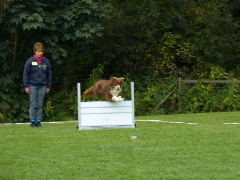 Obedience Prüfung 2015