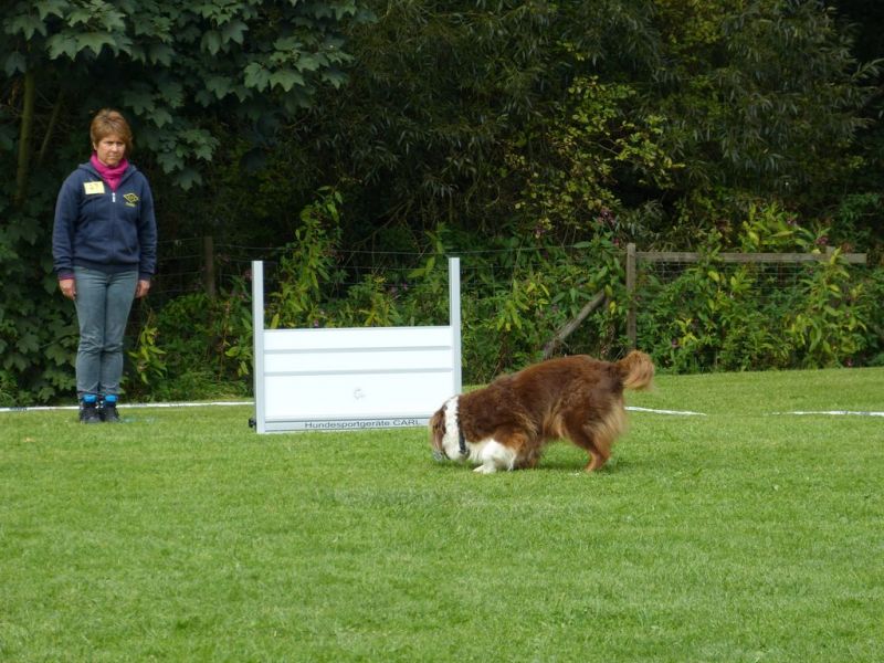 Obedience Prüfung 2015