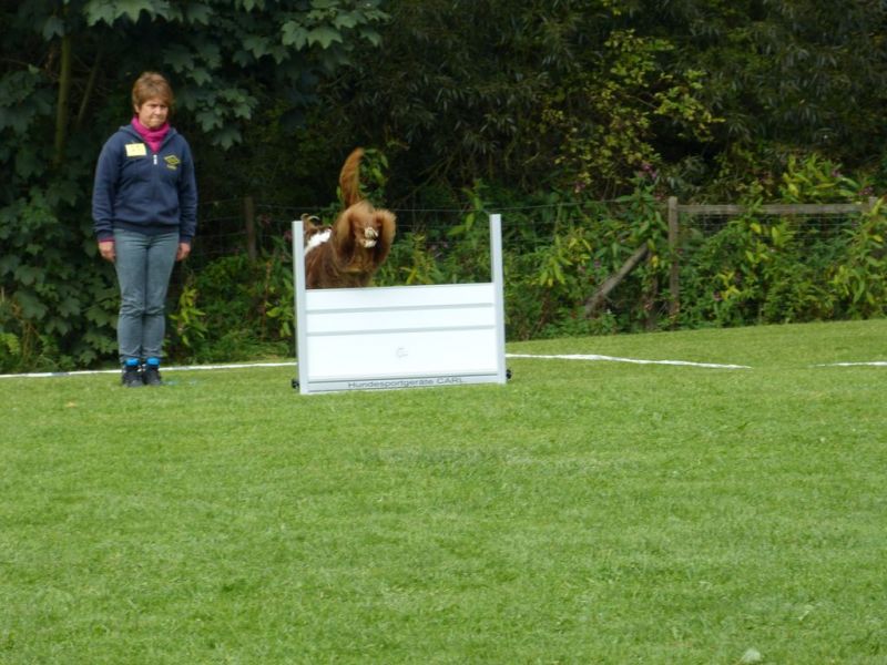 Obedience Prüfung 2015