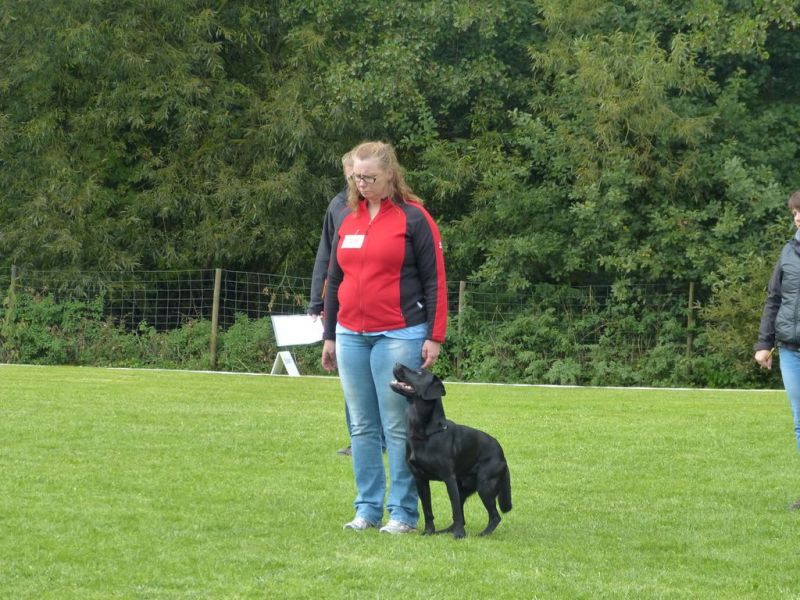 Obedience Prüfung 2015