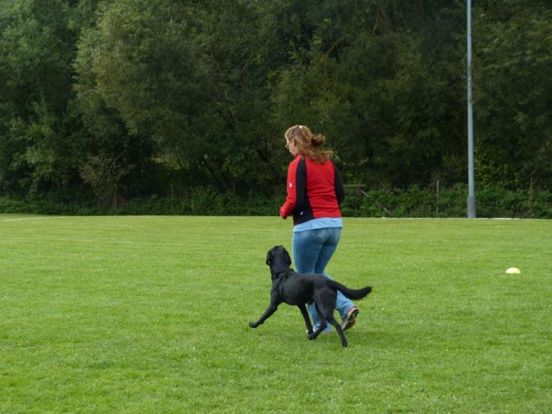 Obedience Prüfung 2015