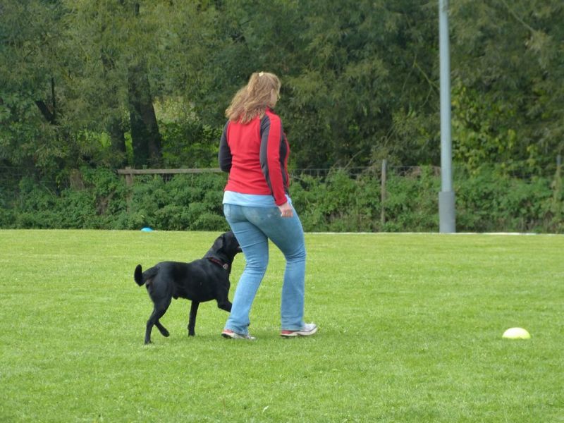 Obedience Prüfung 2015