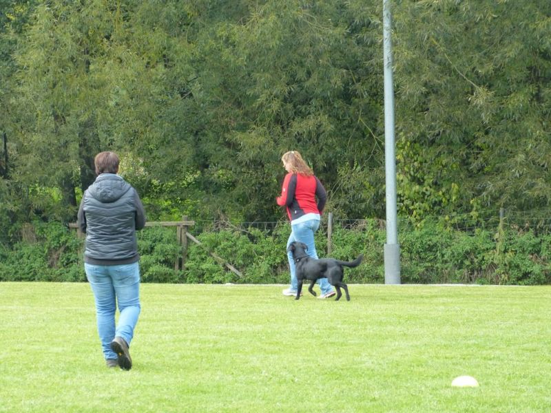 Obedience Prüfung 2015