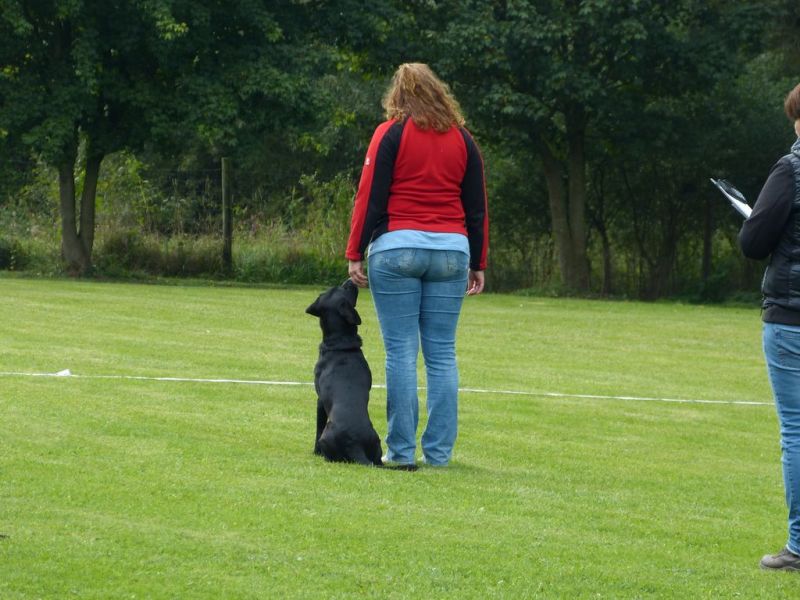 Obedience Prüfung 2015