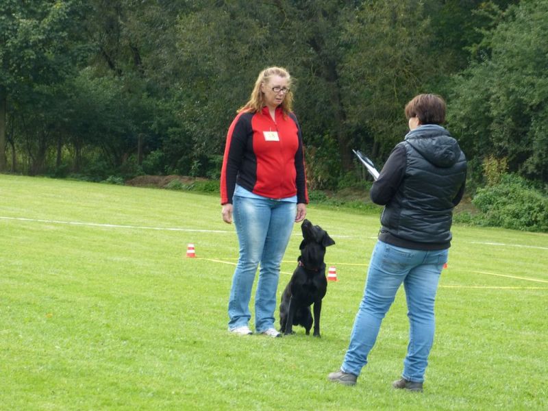 Obedience Prüfung 2015
