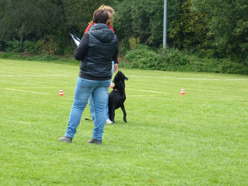 Obedience Prüfung 2015
