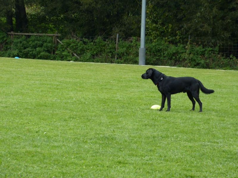 Obedience Prüfung 2015