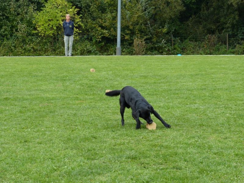 Obedience Prüfung 2015