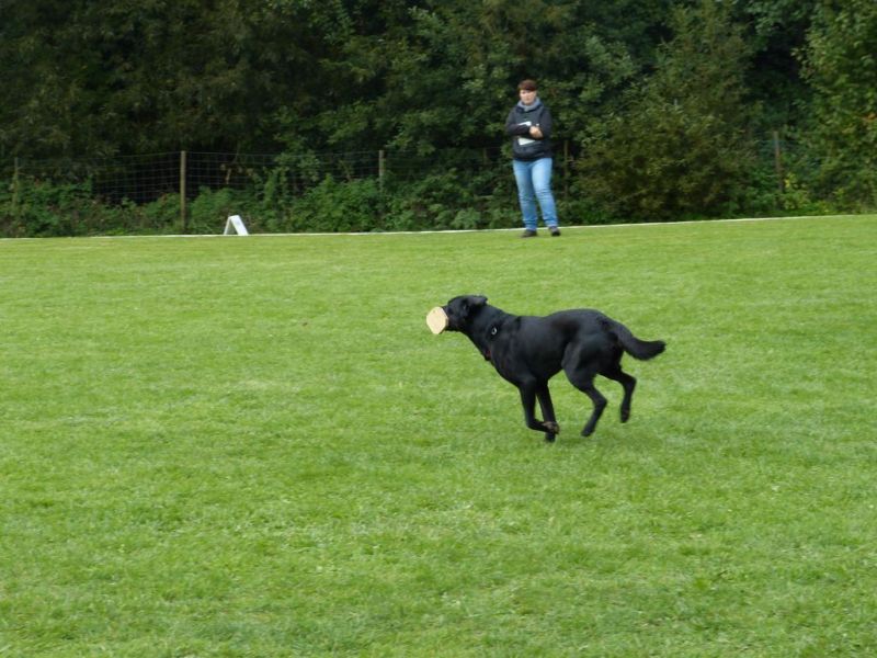 Obedience Prüfung 2015