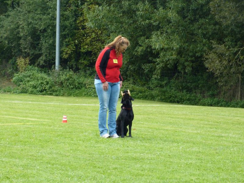 Obedience Prüfung 2015