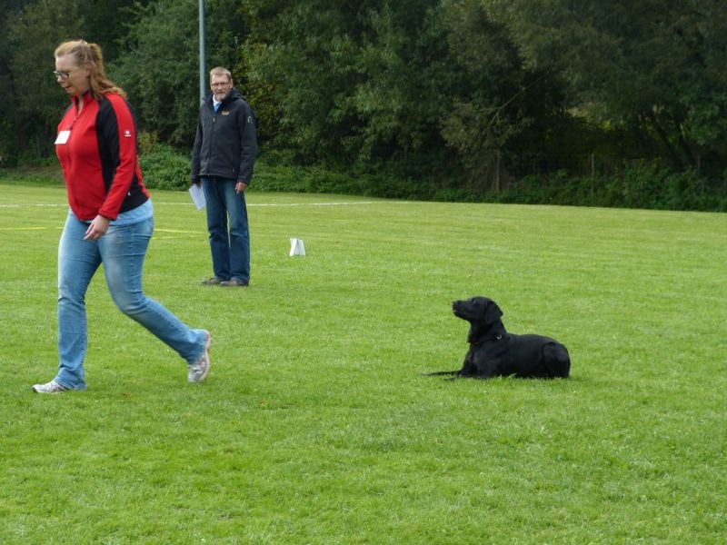 Obedience Prüfung 2015