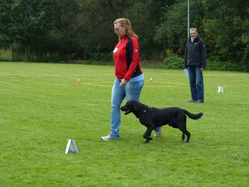 Obedience Prüfung 2015
