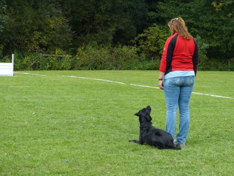 Obedience Prüfung 2015