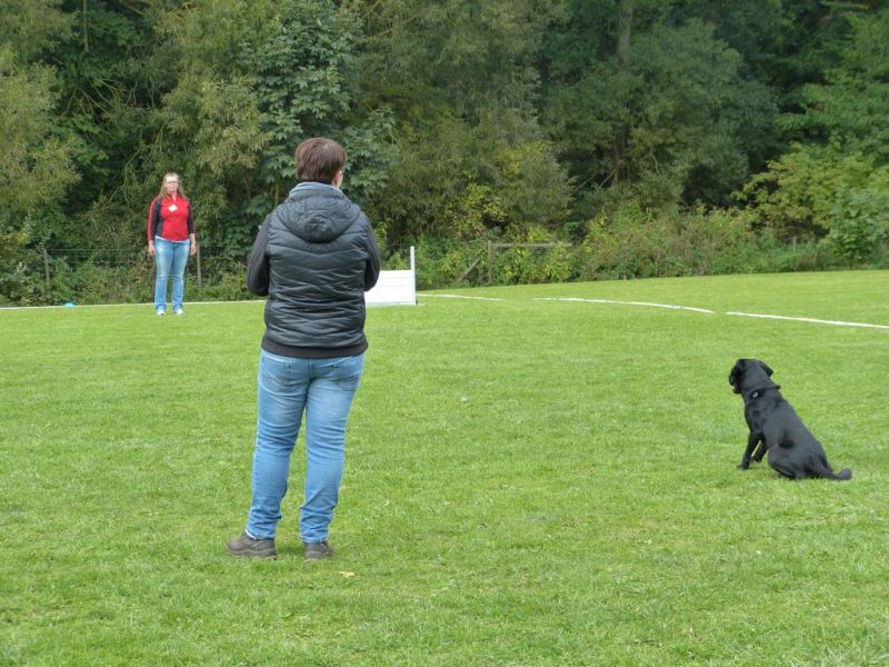 Obedience Prüfung 2015