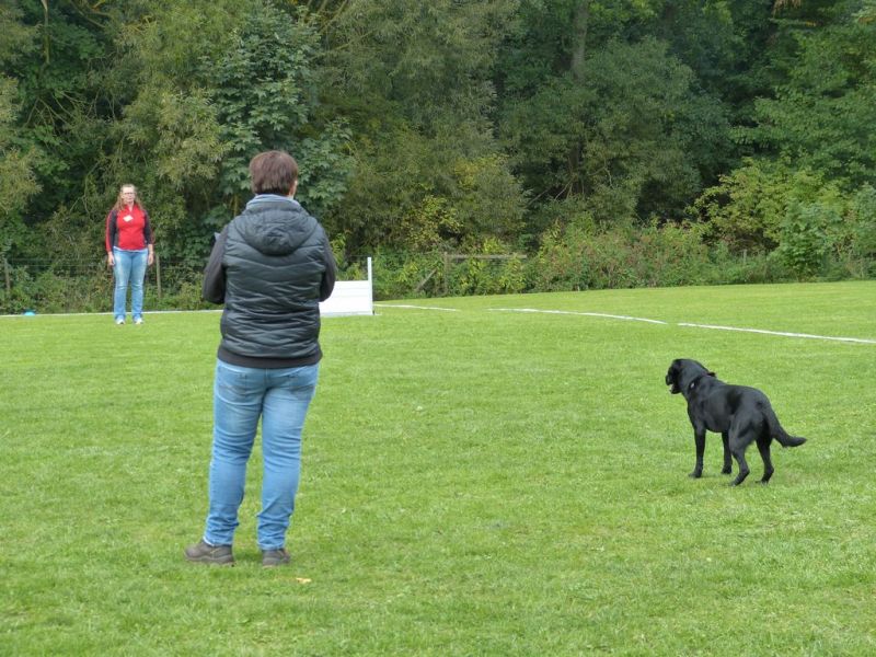 Obedience Prüfung 2015