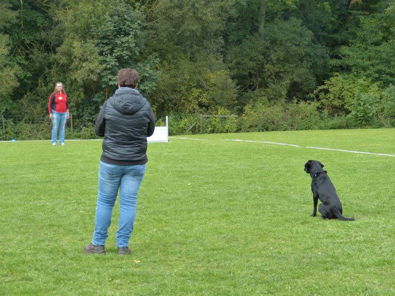 Obedience Prüfung 2015