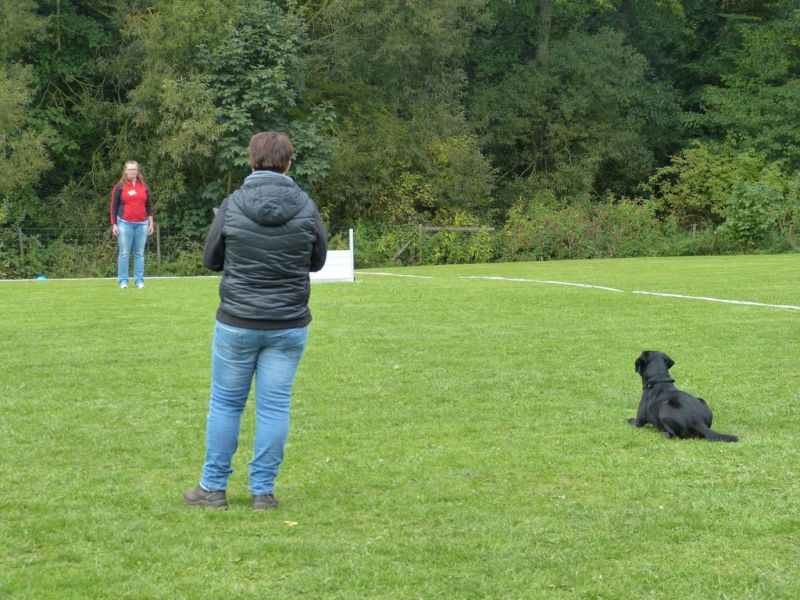 Obedience Prüfung 2015