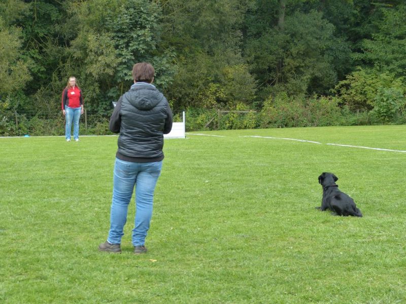 Obedience Prüfung 2015