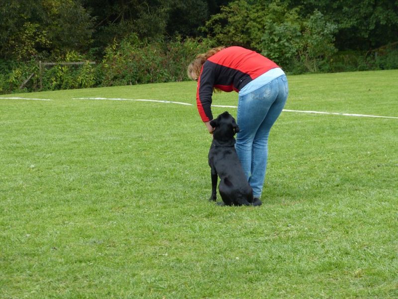 Obedience Prüfung 2015