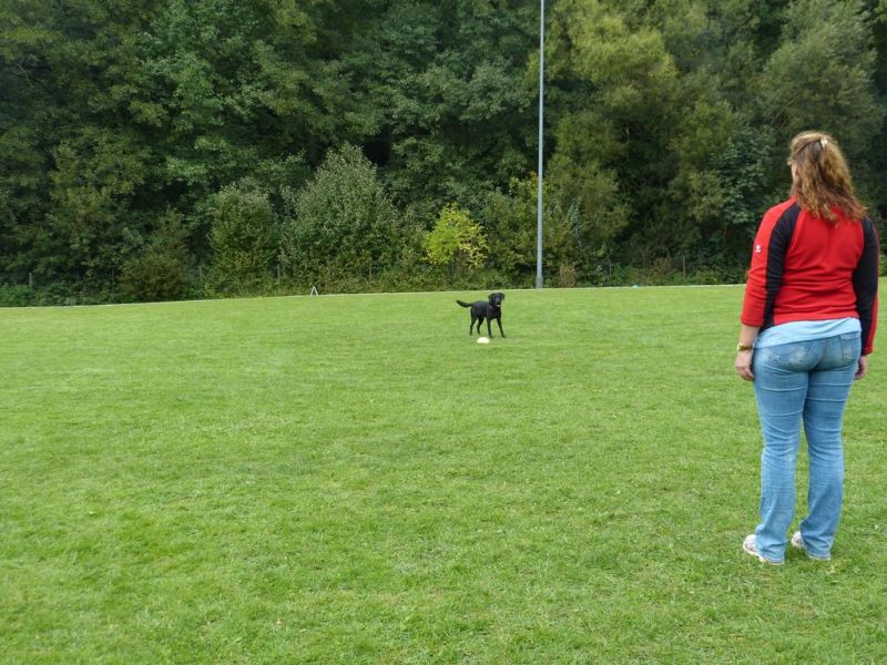 Obedience Prüfung 2015