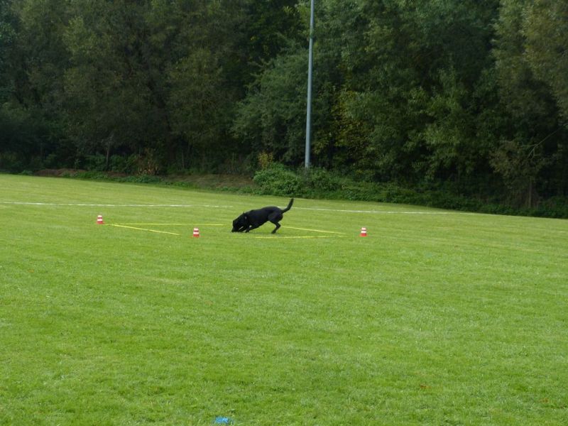 Obedience Prüfung 2015