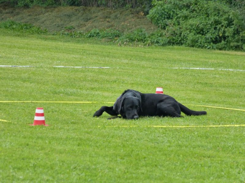 Obedience Prüfung 2015