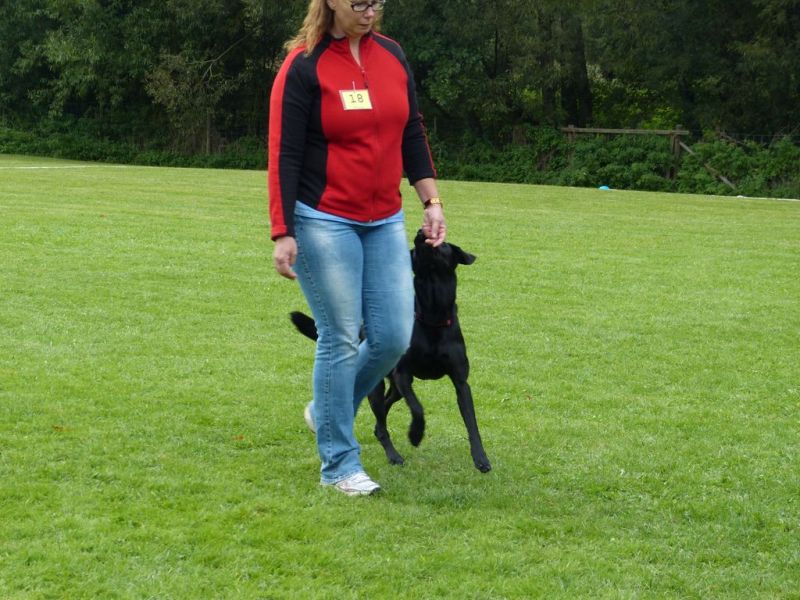 Obedience Prüfung 2015