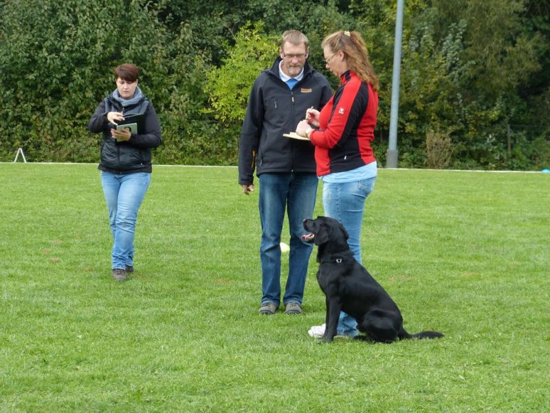 Obedience Prüfung 2015