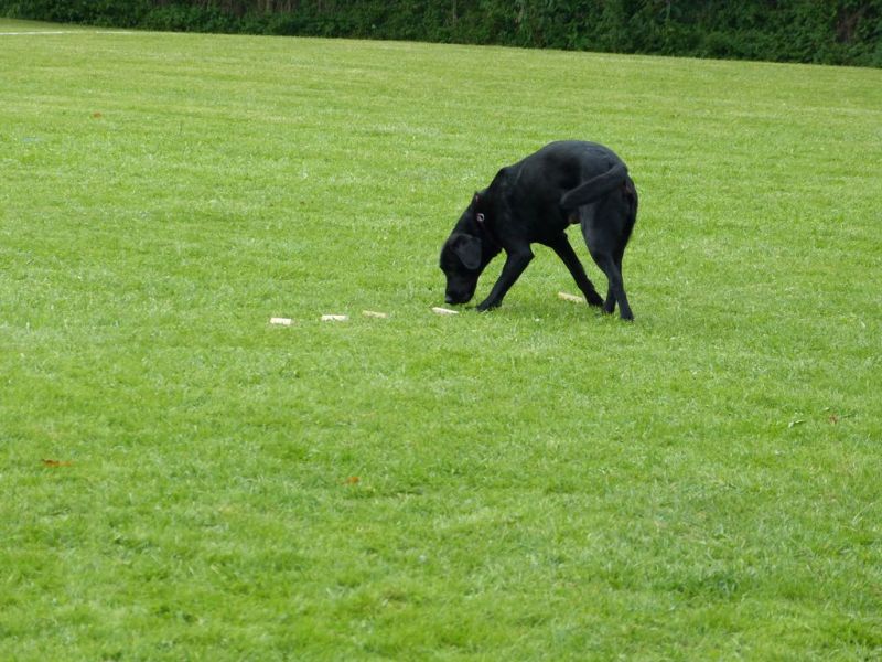 Obedience Prüfung 2015