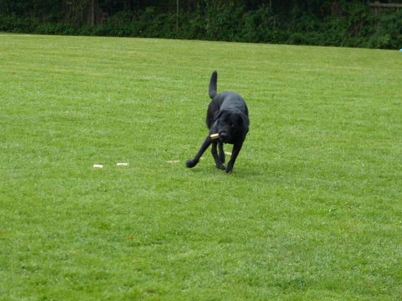 Obedience Prüfung 2015